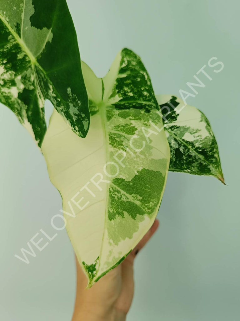 Alocasia micholitziana frydek variegata