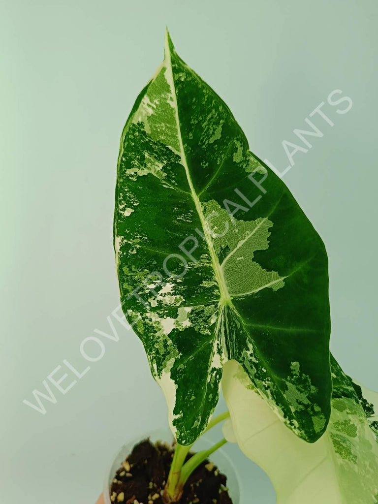 Alocasia micholitziana frydek variegata