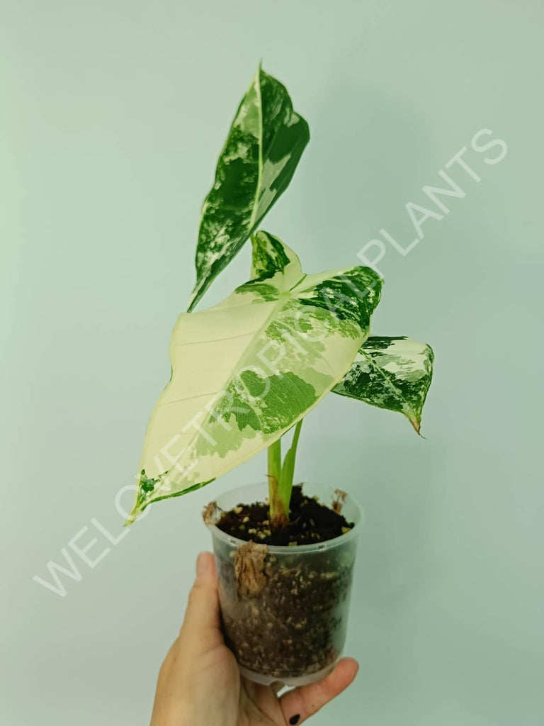 Alocasia micholitziana frydek variegata