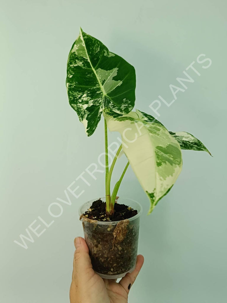 Alocasia micholitziana frydek variegata