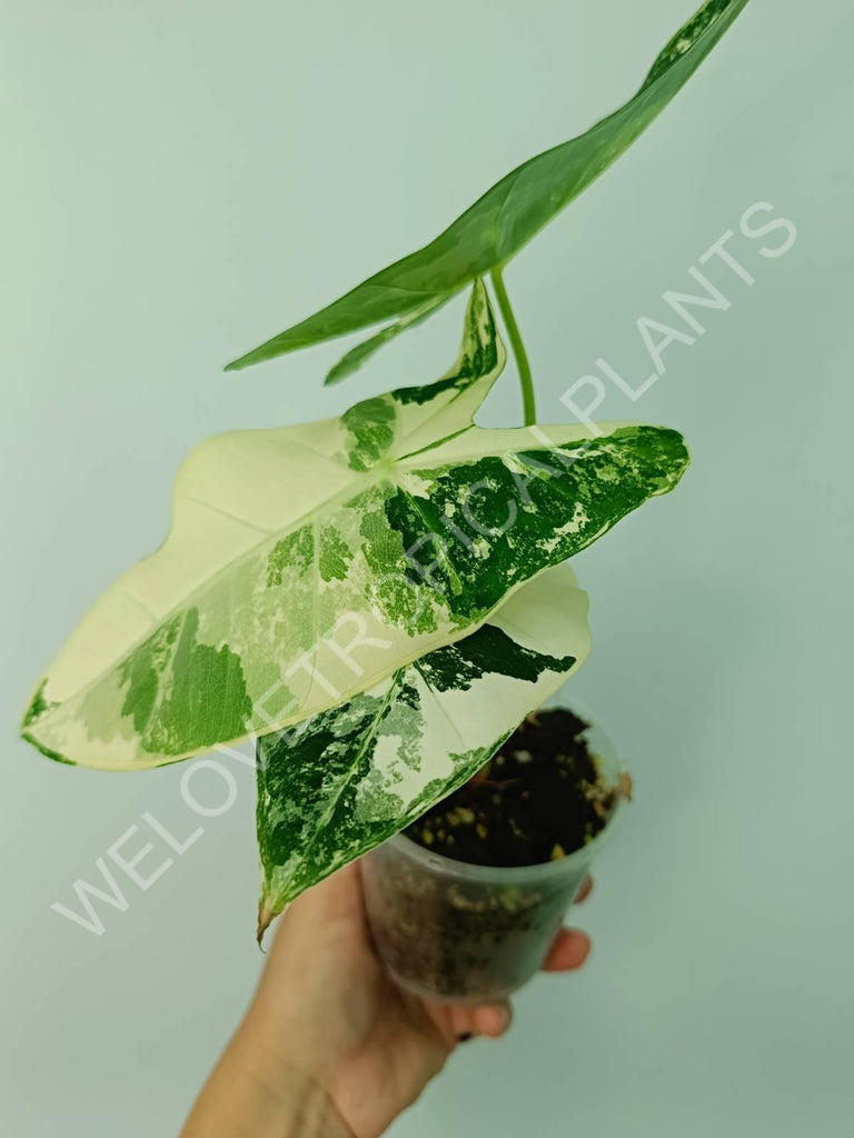 Alocasia micholitziana frydek variegata