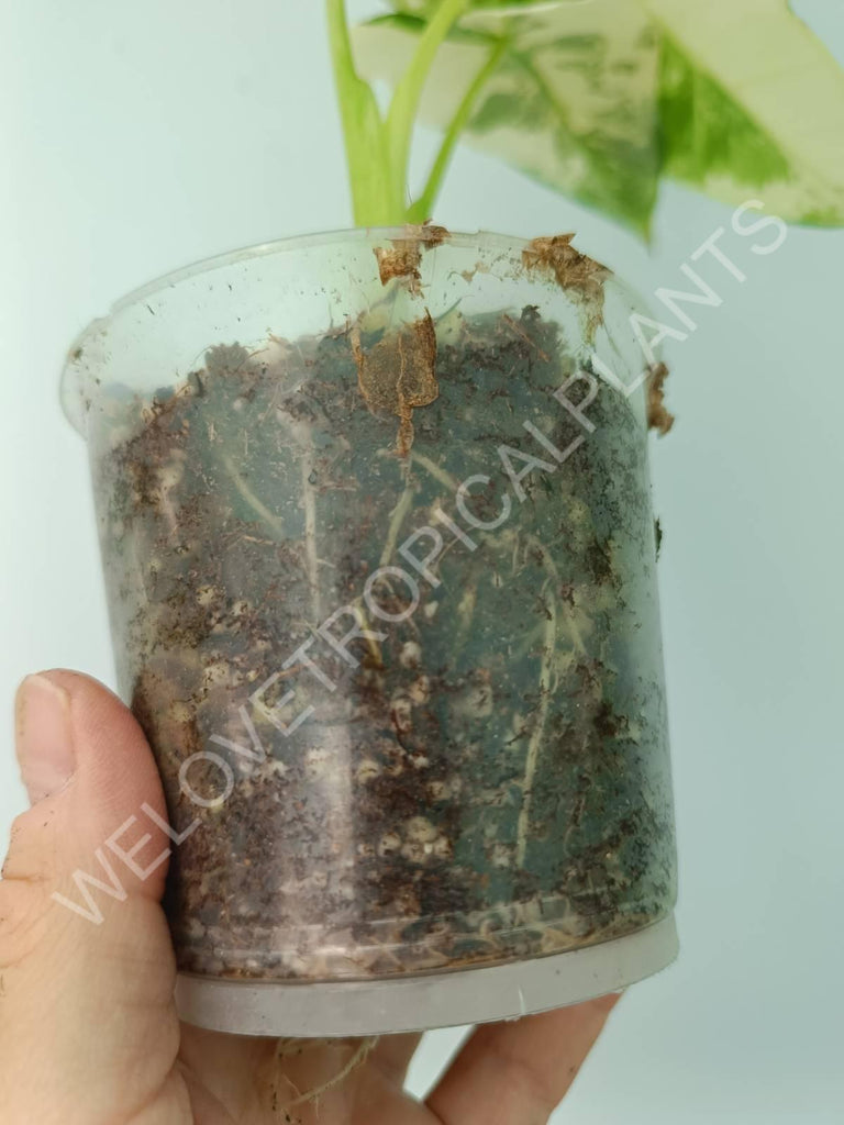 Alocasia micholitziana frydek variegata