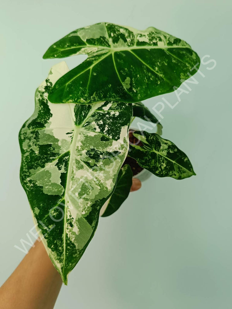 Alocasia micholitziana frydek variegata