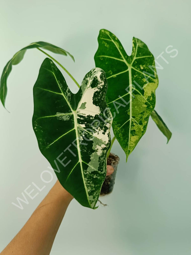 Alocasia micholitziana frydek variegata