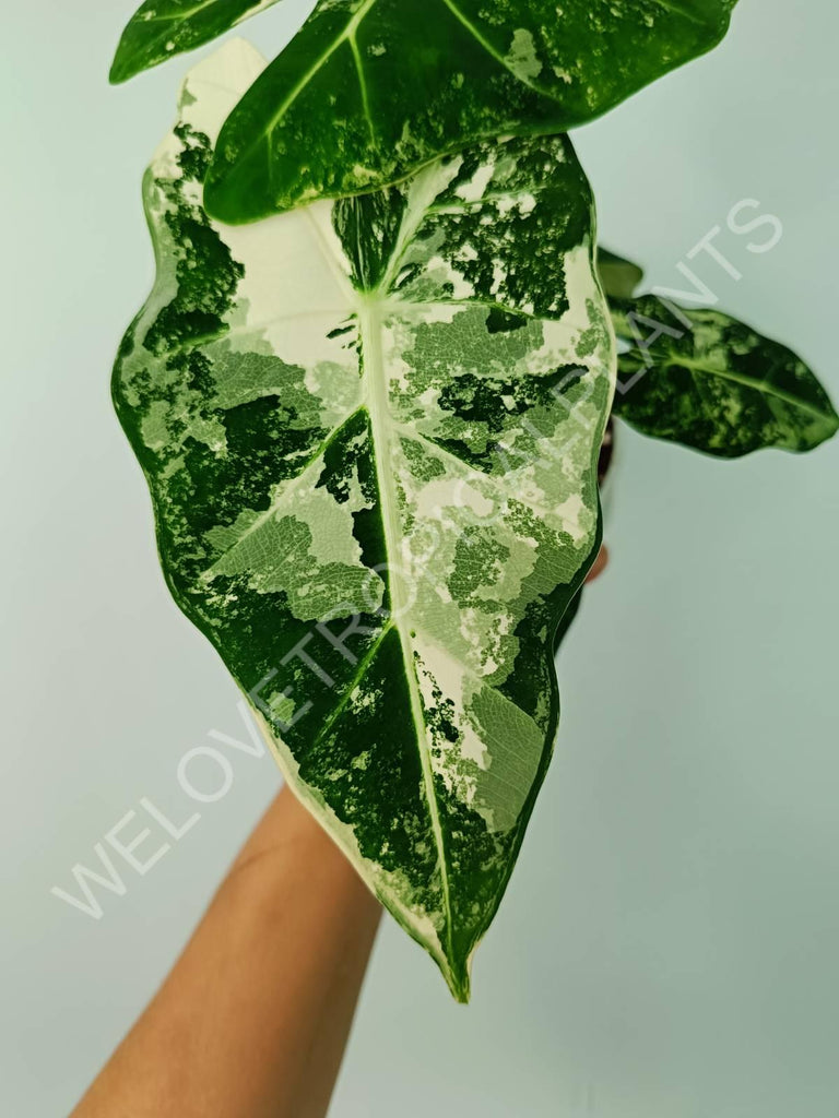 Alocasia micholitziana frydek variegata