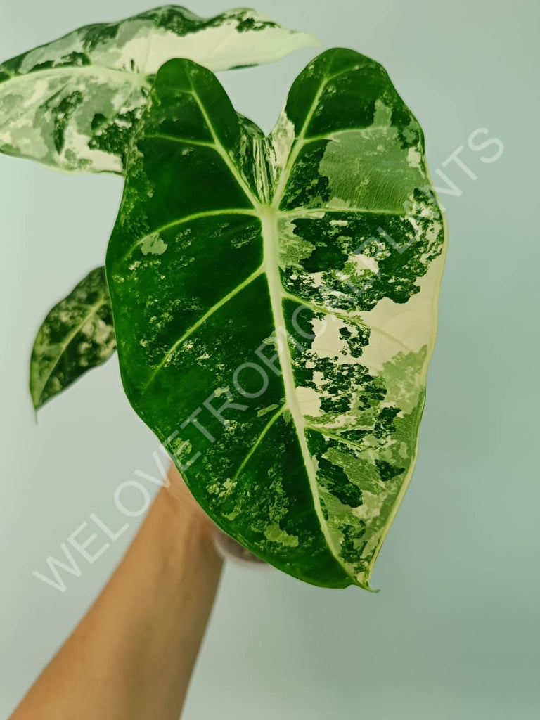 Alocasia micholitziana frydek variegata