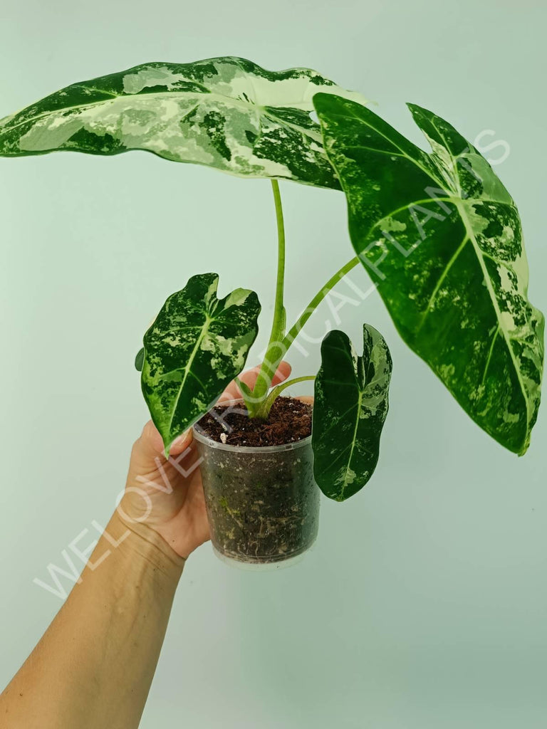 Alocasia micholitziana frydek variegata