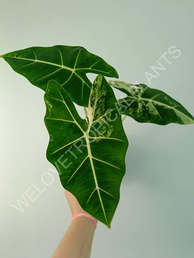 Alocasia micholitziana frydek variegata