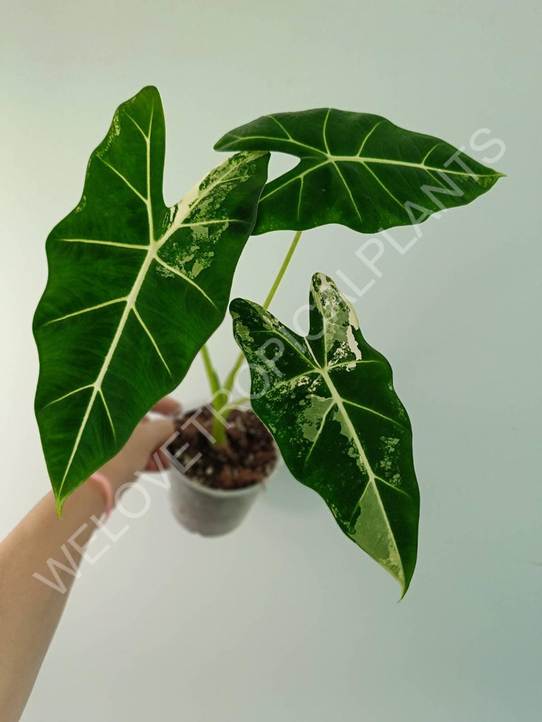 Alocasia micholitziana frydek variegata