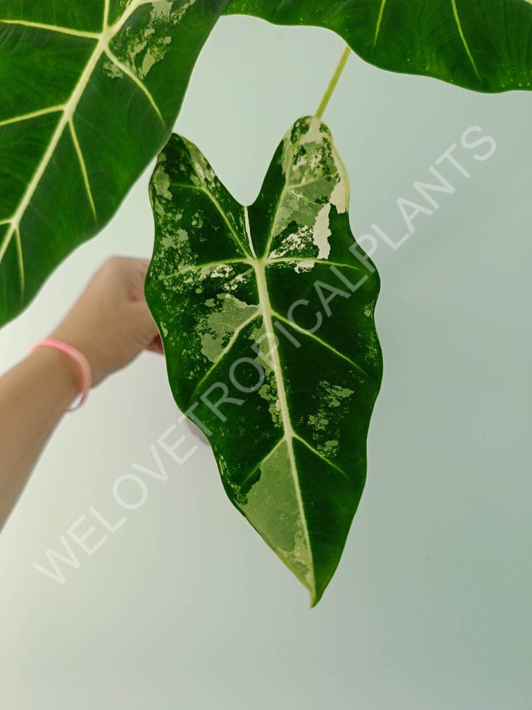 Alocasia micholitziana frydek variegata