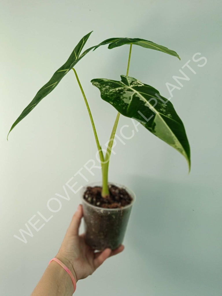 Alocasia micholitziana frydek variegata