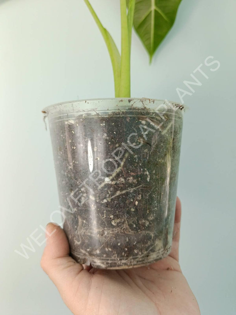 Alocasia micholitziana frydek variegata