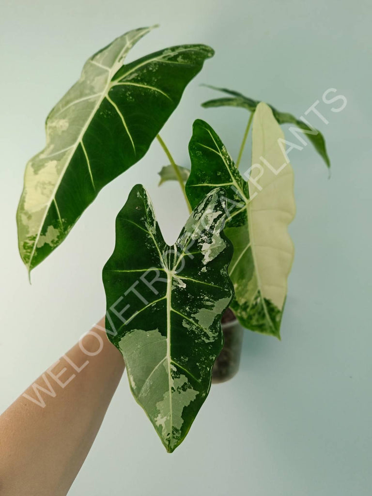 Alocasia micholitziana frydek variegata