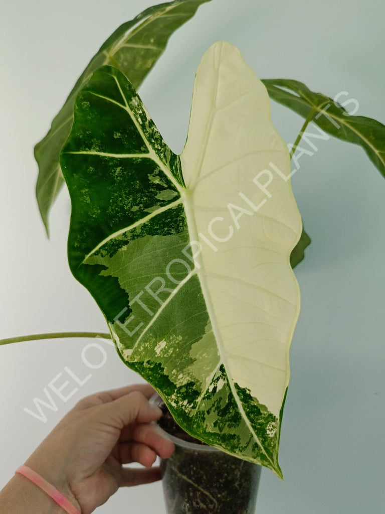 Alocasia micholitziana frydek variegata