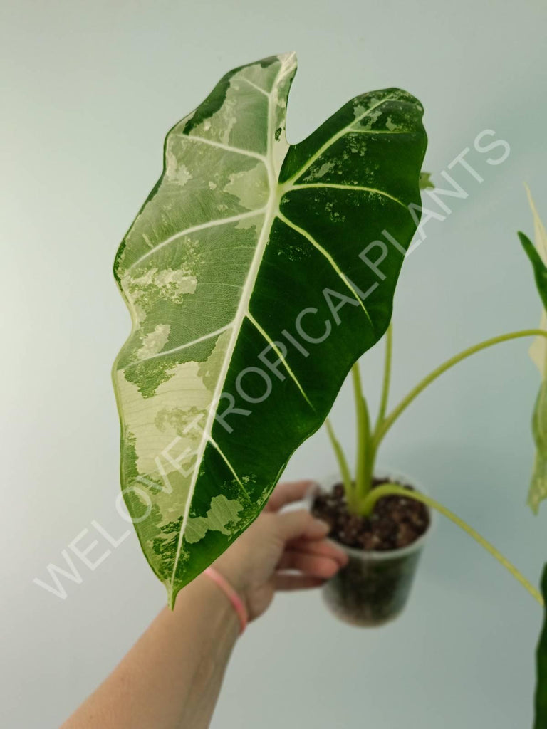 Alocasia micholitziana frydek variegata