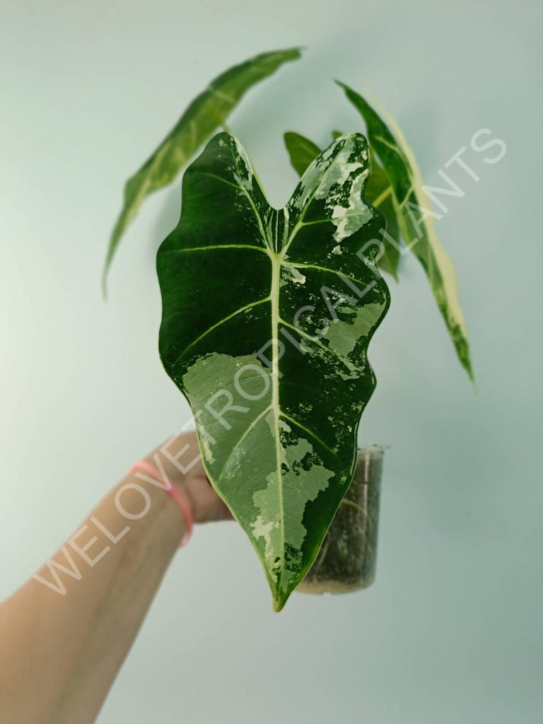 Alocasia micholitziana frydek variegata