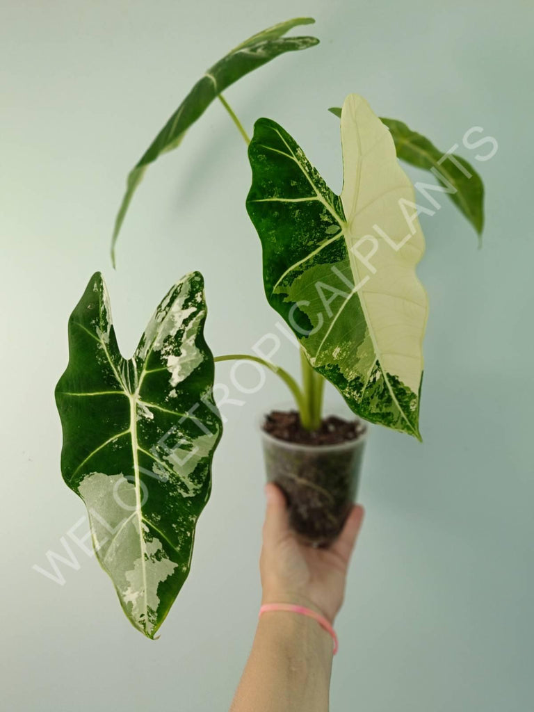 Alocasia micholitziana frydek variegata