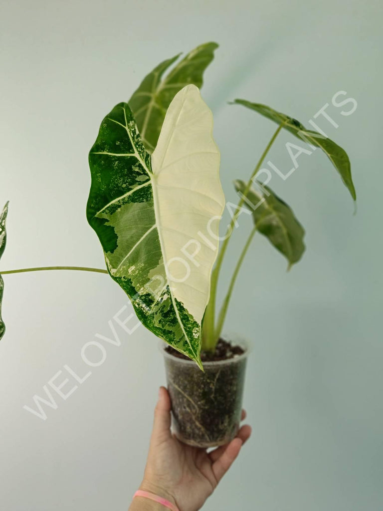 Alocasia micholitziana frydek variegata