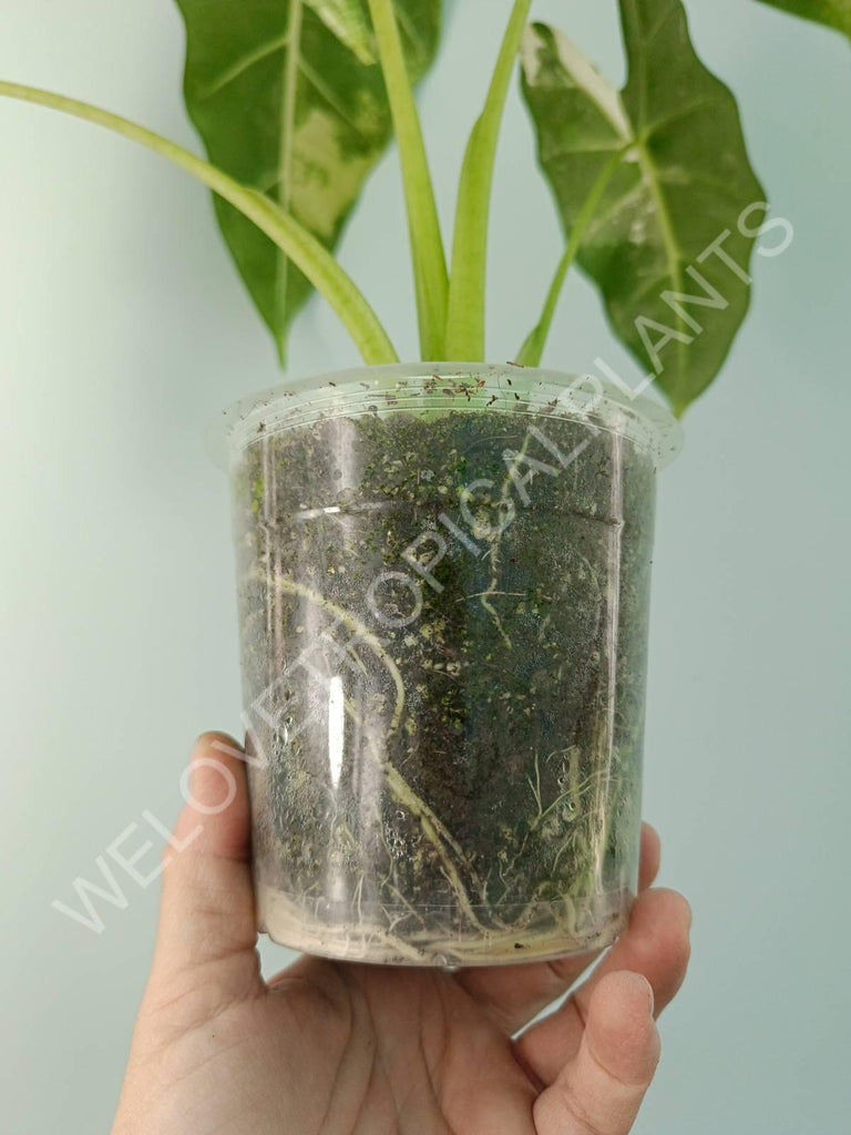 Alocasia micholitziana frydek variegata