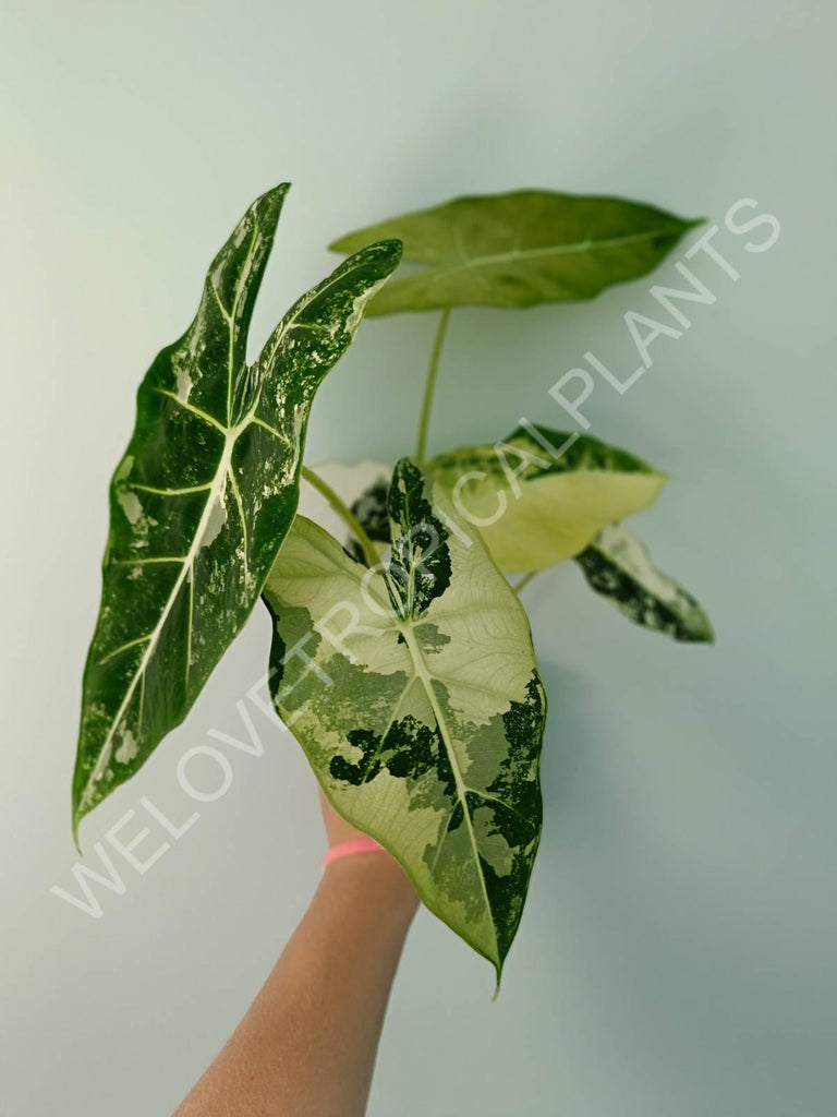 Alocasia micholitziana frydek variegata