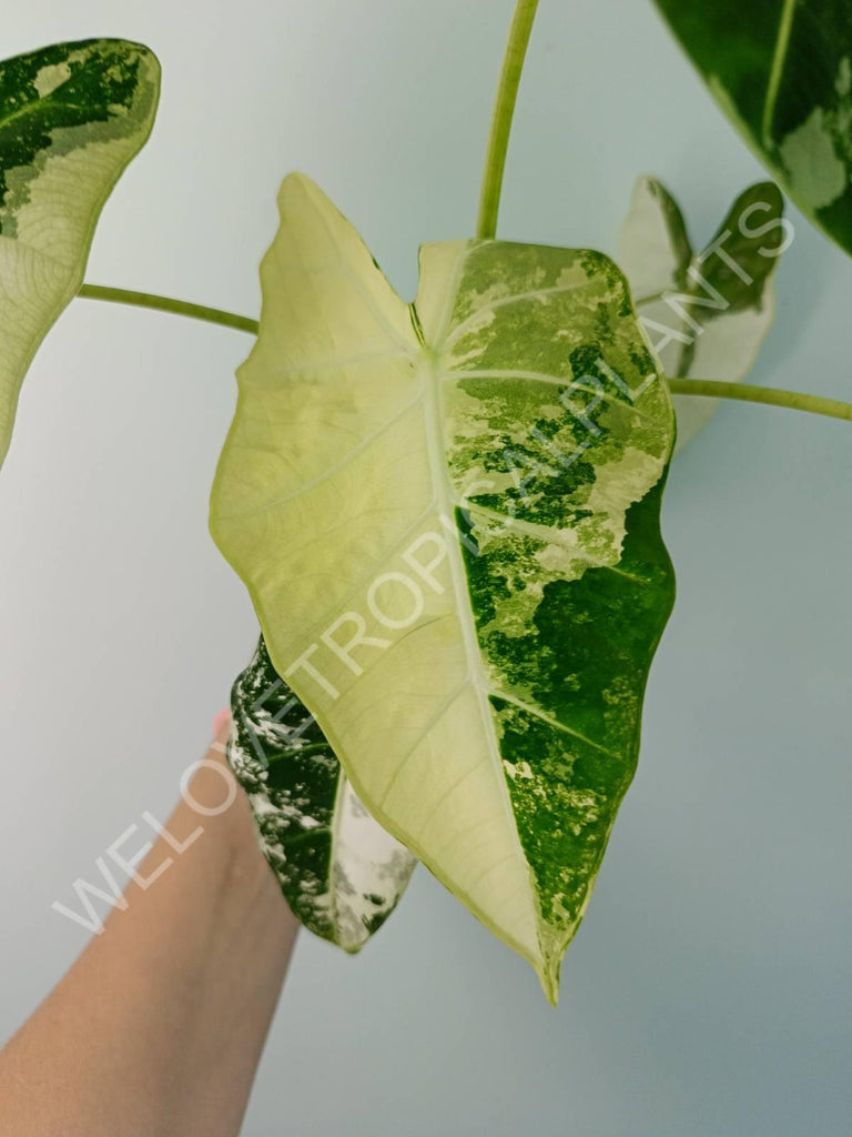 Alocasia micholitziana frydek variegata