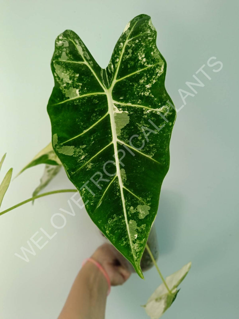 Alocasia micholitziana frydek variegata