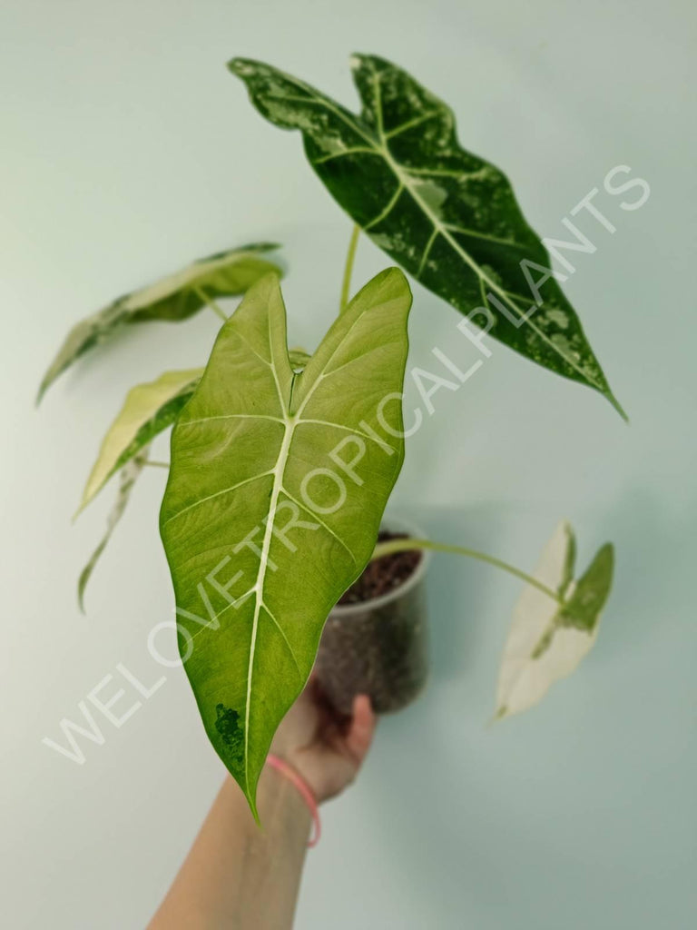 Alocasia micholitziana frydek variegata