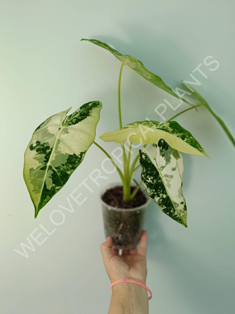 Alocasia micholitziana frydek variegata