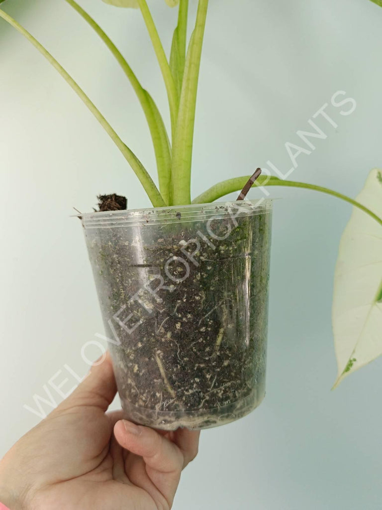 Alocasia micholitziana frydek variegata