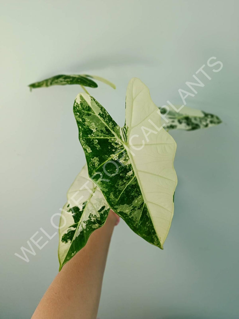 Alocasia micholitziana frydek variegata