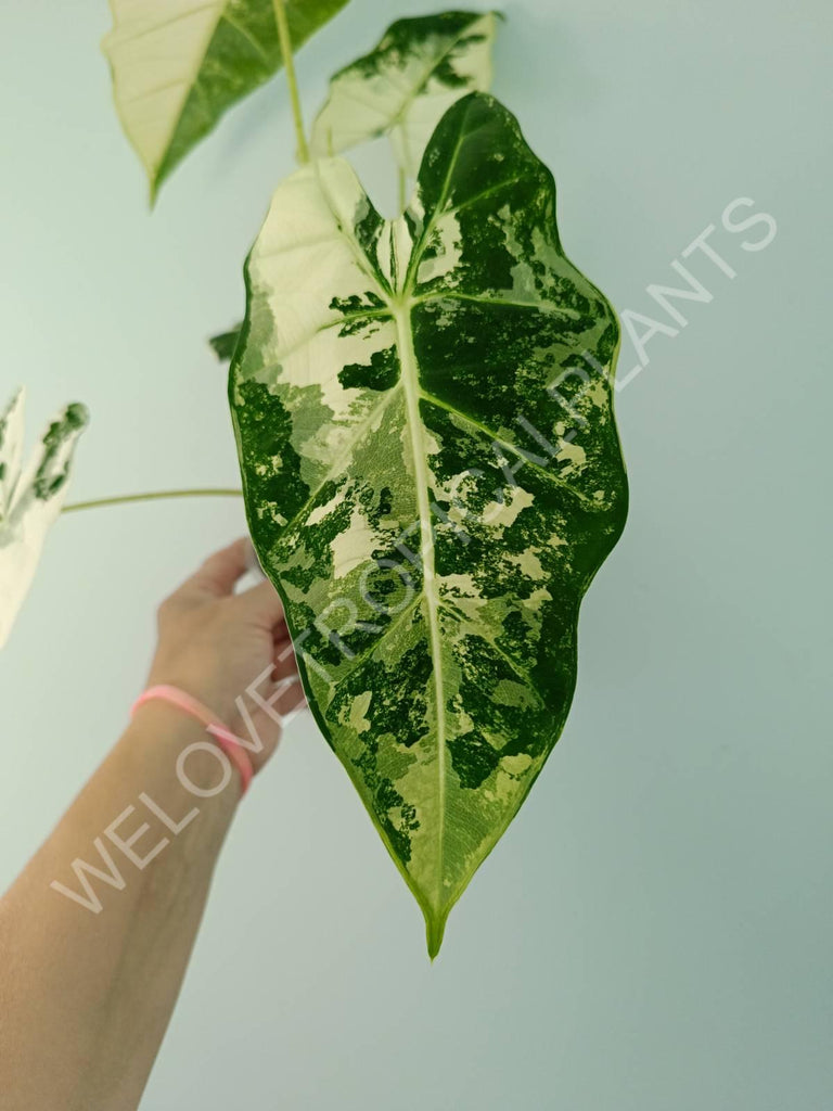 Alocasia micholitziana frydek variegata