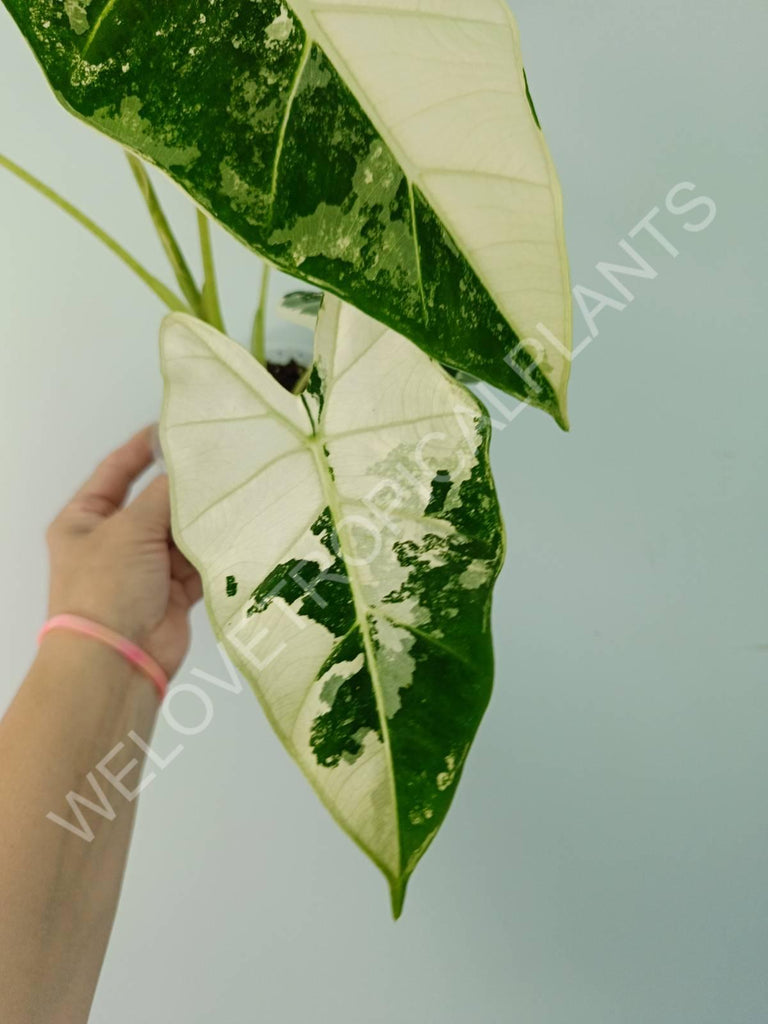 Alocasia micholitziana frydek variegata