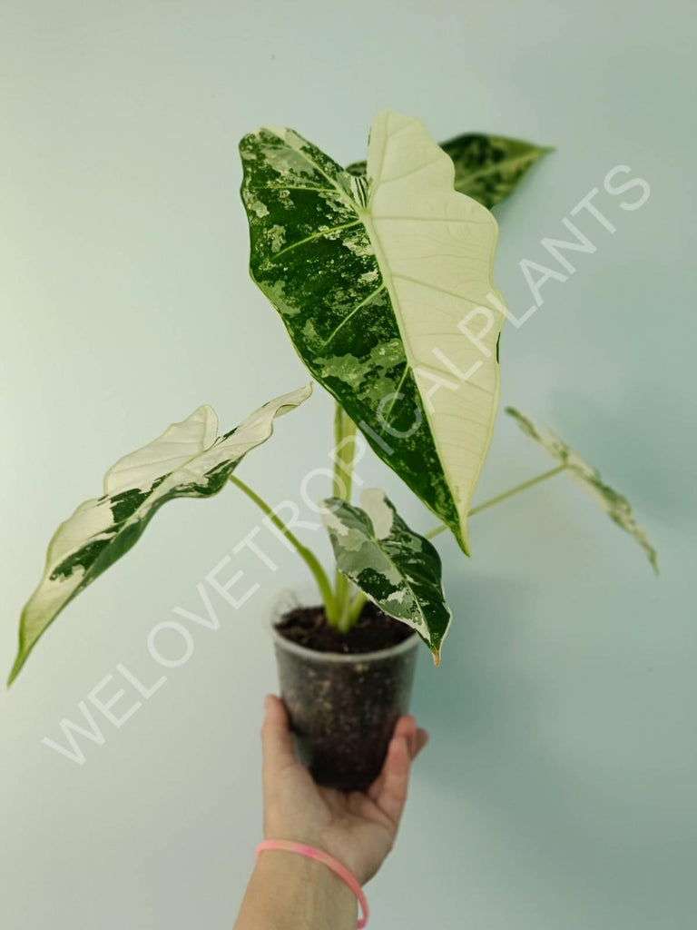 Alocasia micholitziana frydek variegata