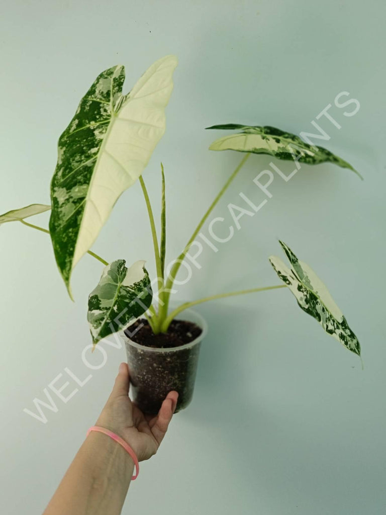 Alocasia micholitziana frydek variegata