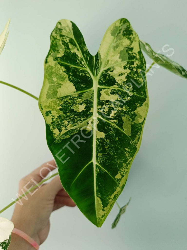 Alocasia micholitziana frydek variegata