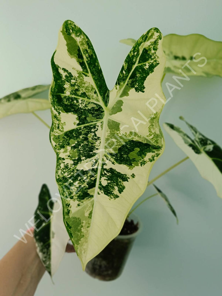 Alocasia micholitziana frydek variegata