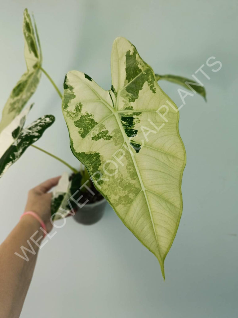 Alocasia micholitziana frydek variegata