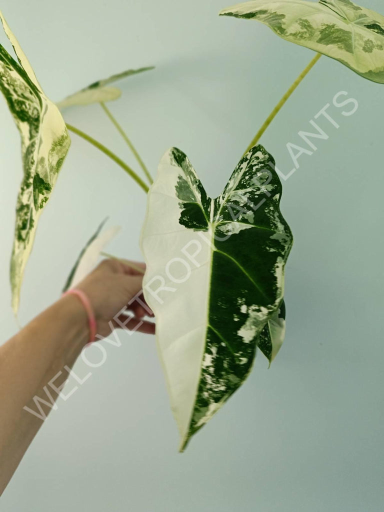 Alocasia micholitziana frydek variegata