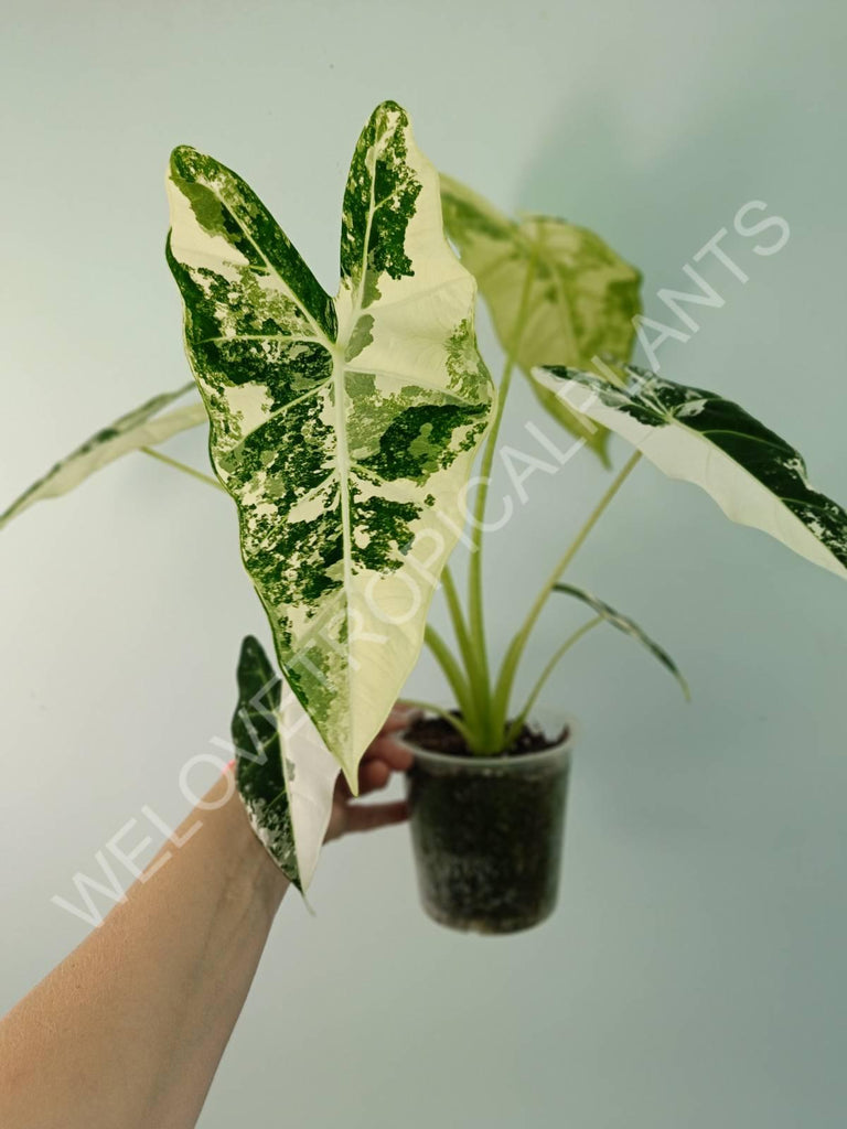 Alocasia micholitziana frydek variegata