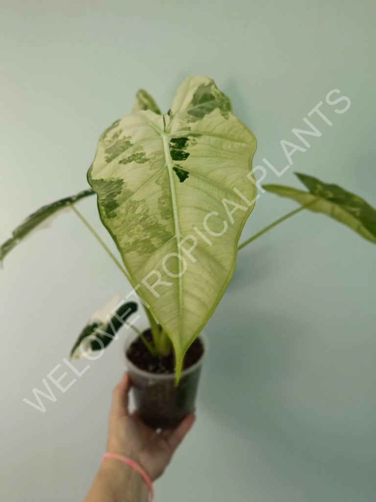 Alocasia micholitziana frydek variegata