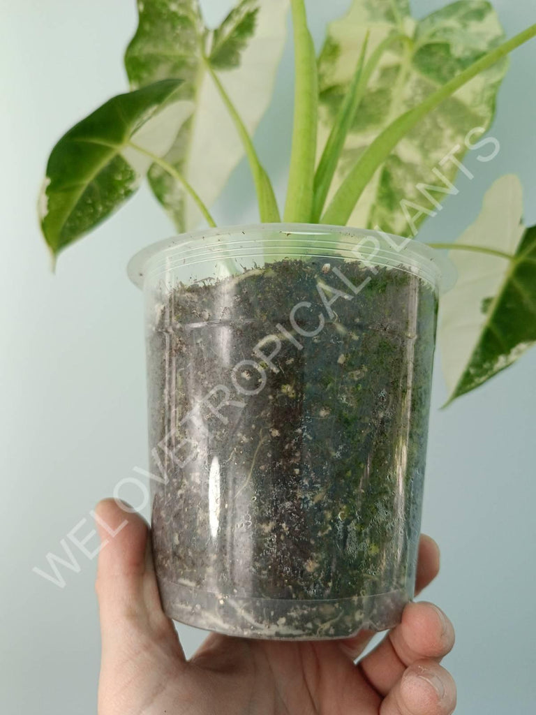 Alocasia micholitziana frydek variegata