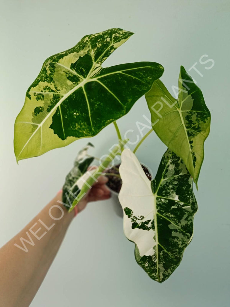 Alocasia micholitziana frydek variegata