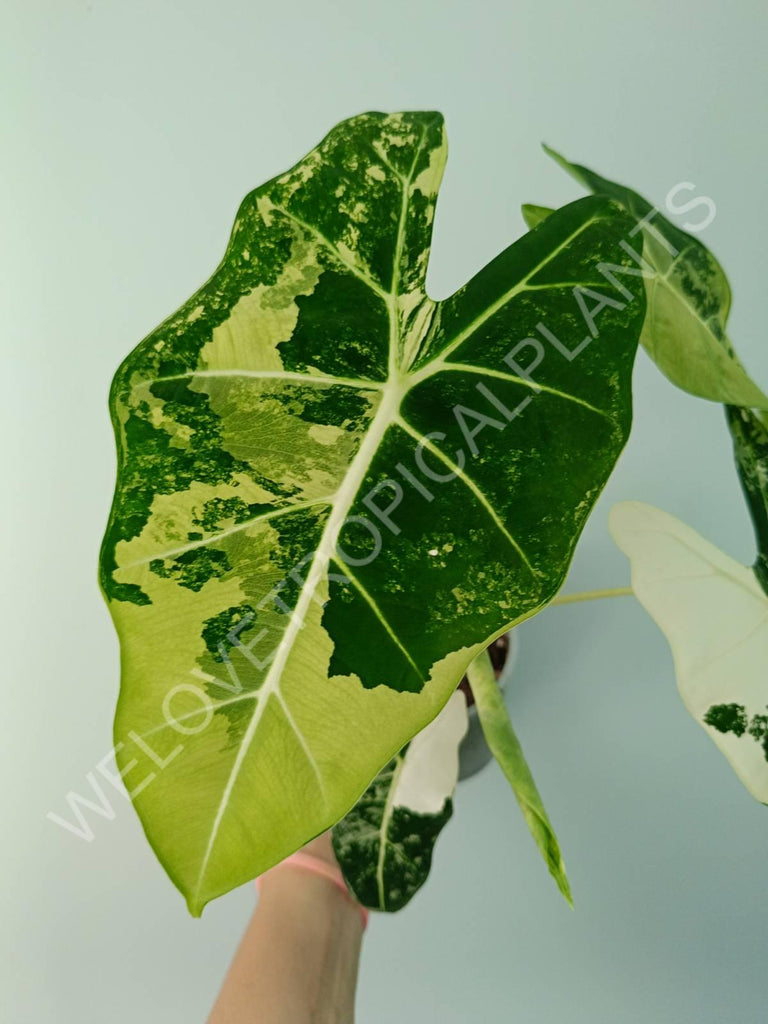 Alocasia micholitziana frydek variegata