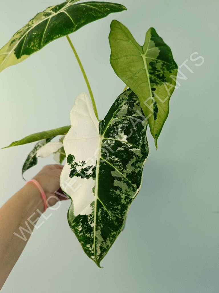 Alocasia micholitziana frydek variegata