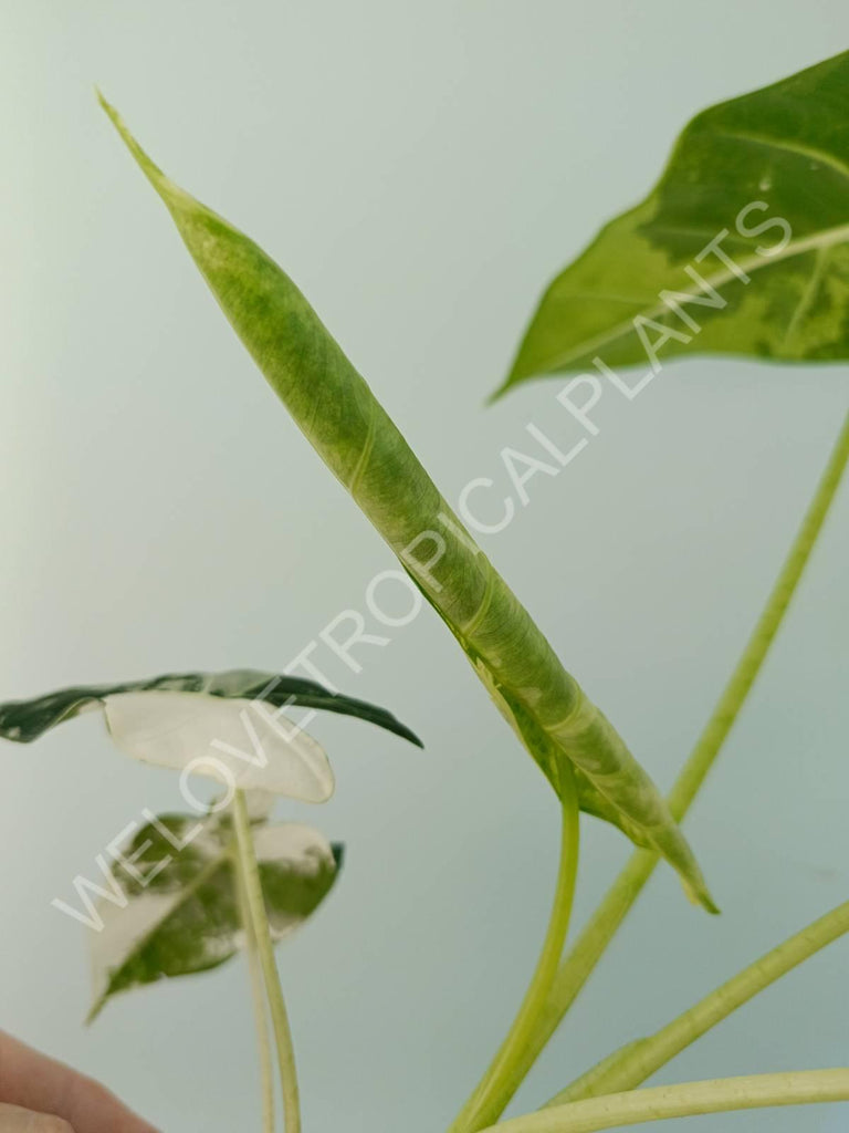 Alocasia micholitziana frydek variegata