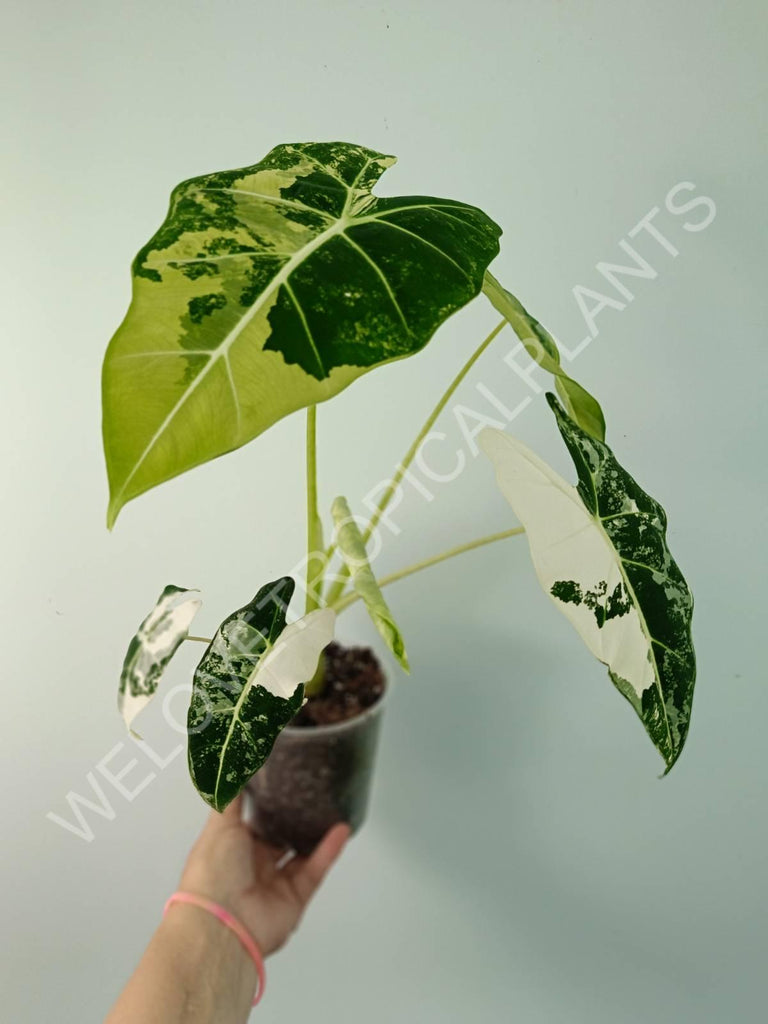 Alocasia micholitziana frydek variegata