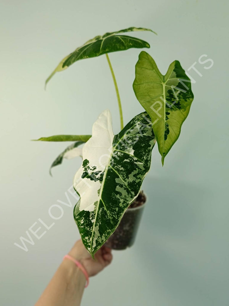 Alocasia micholitziana frydek variegata