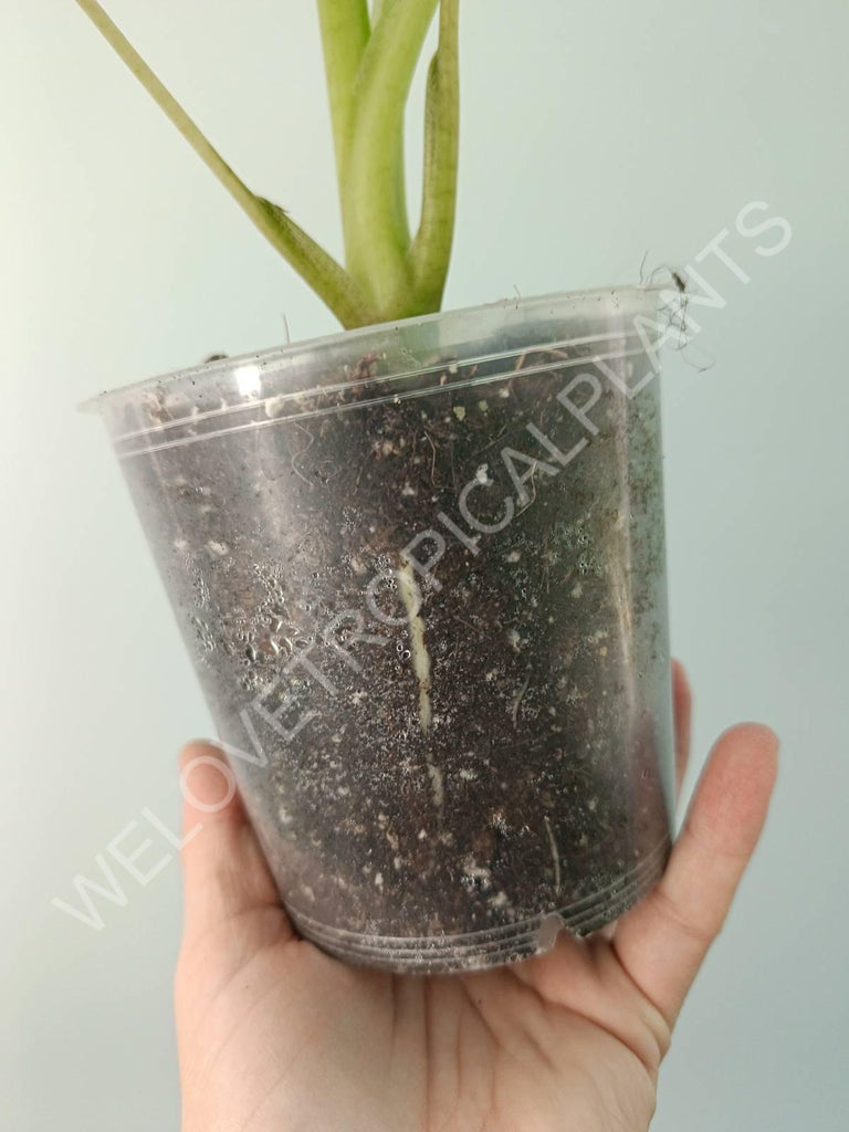 Alocasia micholitziana frydek variegata