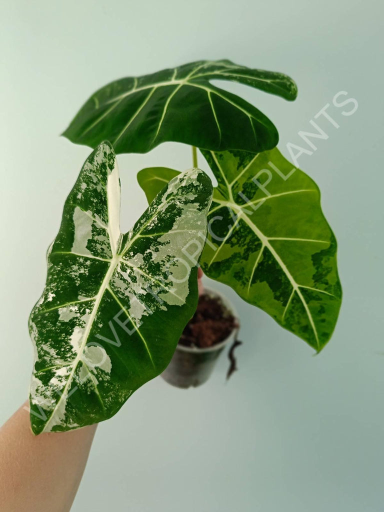 Alocasia micholitziana frydek variegata