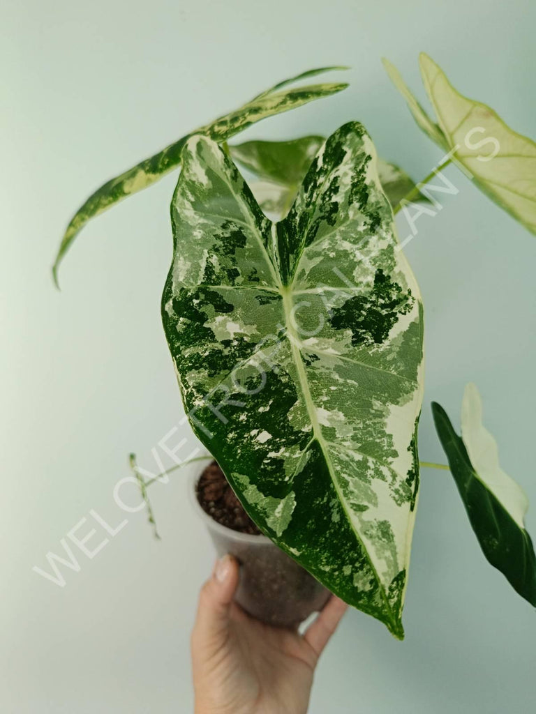 Alocasia micholitziana frydek variegata